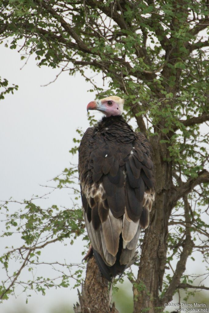 Vautour à tête blancheadulte