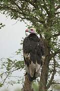 Vautour à tête blanche