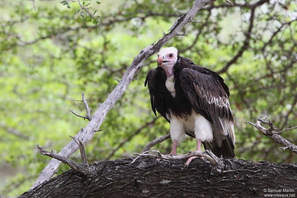 White-headed Vultureadult