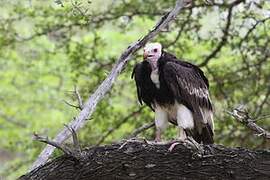 White-headed Vulture