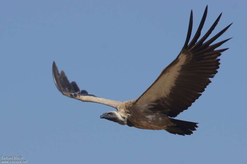 White-backed Vultureadult, Flight