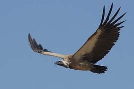 White-backed Vulture