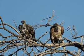 White-backed Vulture