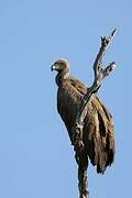 White-backed Vulture