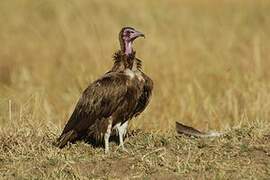 Hooded Vulture