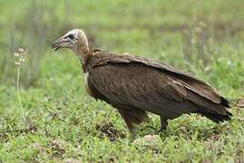 Hooded Vulture