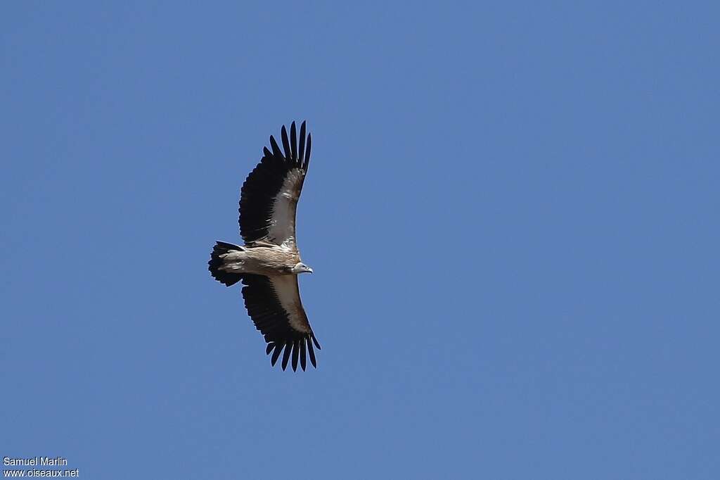 Himalayan Vultureadult, pigmentation, Flight