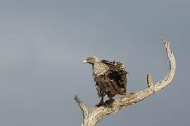 Rüppell's Vulture