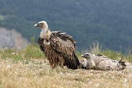 Griffon Vulture