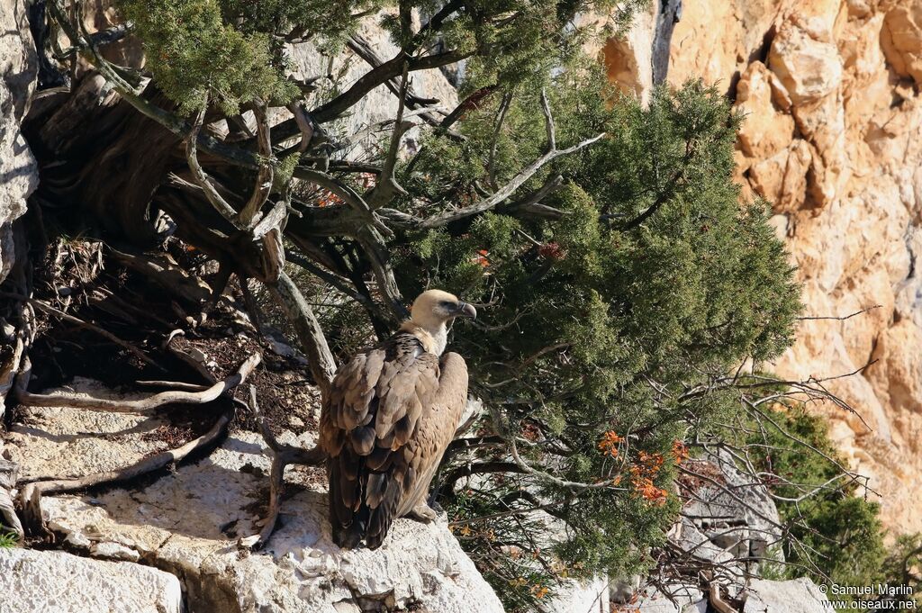 Griffon Vulture