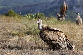 Griffon Vulture