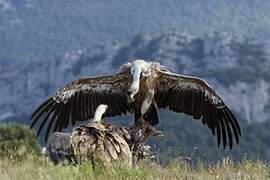 Griffon Vulture