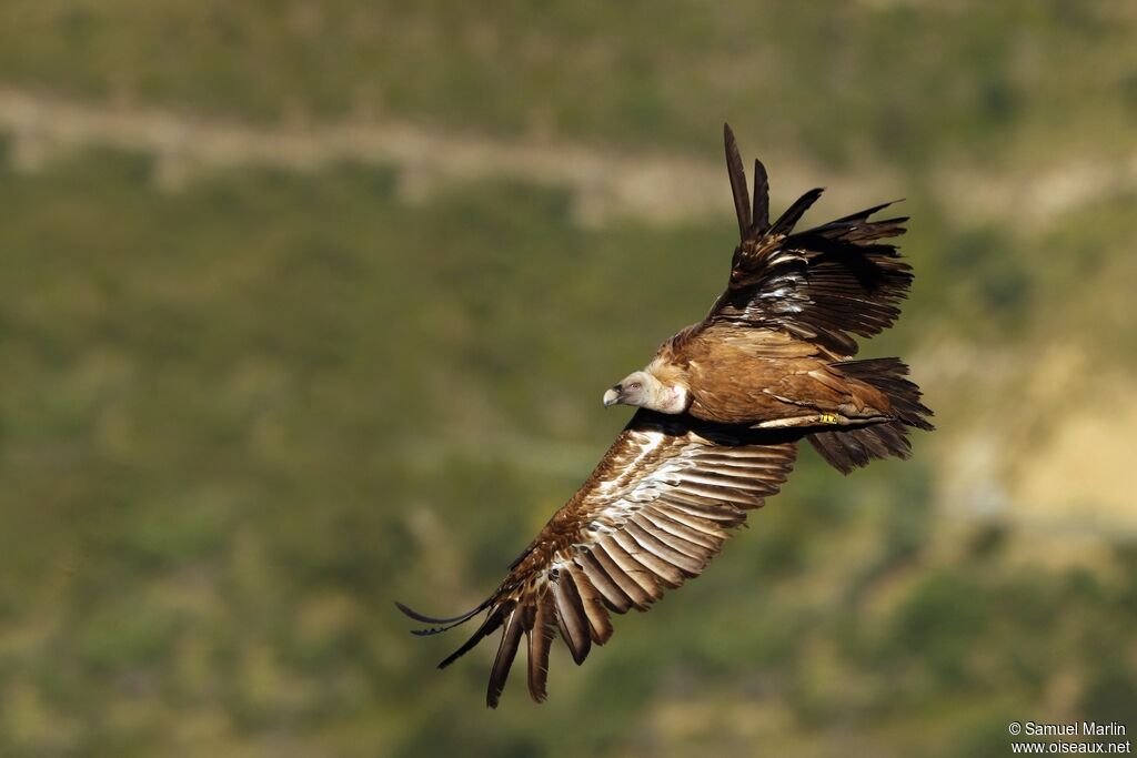 Griffon Vultureadult, Flight