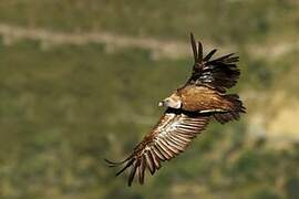 Griffon Vulture