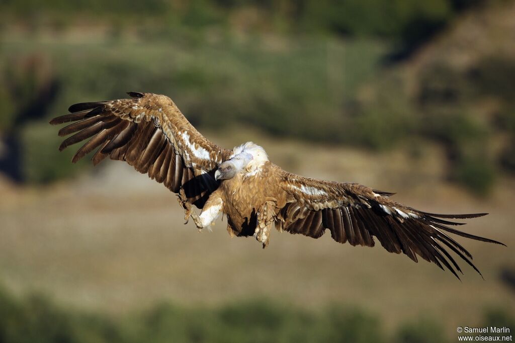 Griffon Vultureadult, Flight