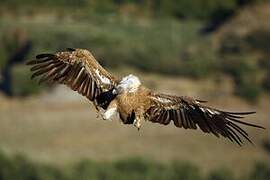 Griffon Vulture