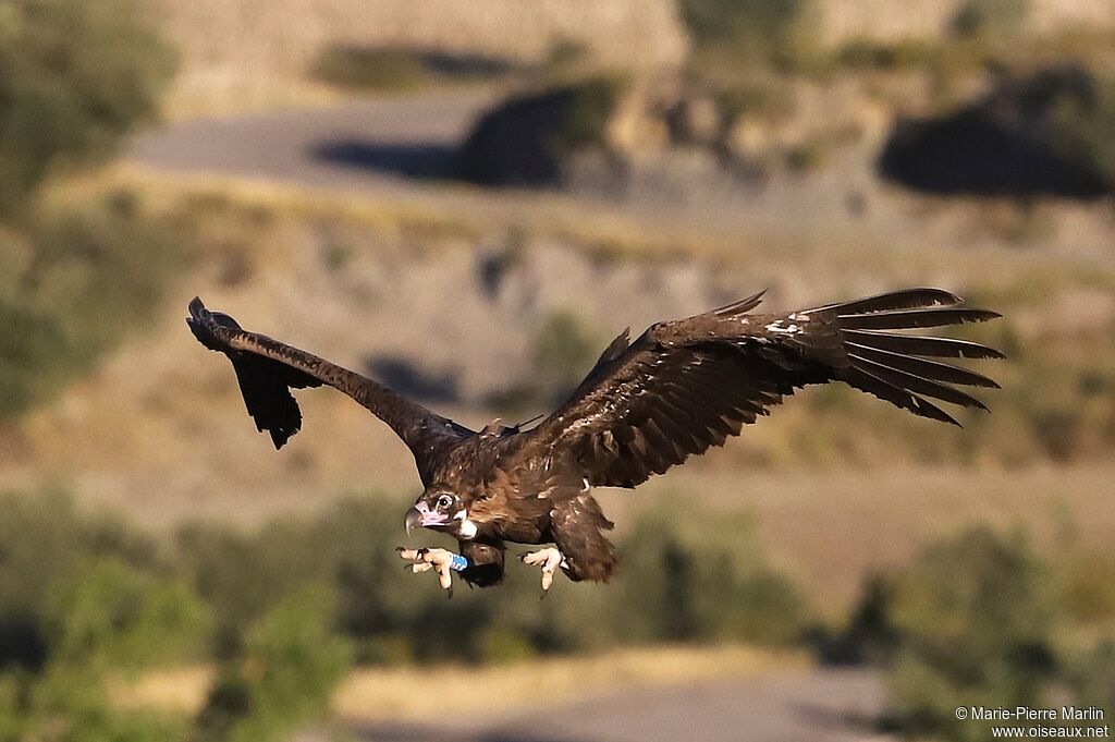 Cinereous Vultureadult, Flight