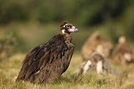 Cinereous Vulture