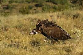 Cinereous Vulture