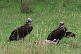 Lappet-faced Vulture