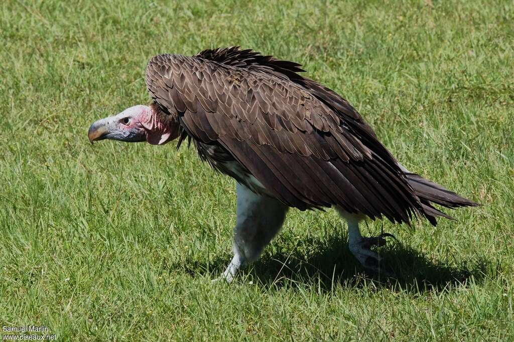 Vautour oricouadulte, Comportement