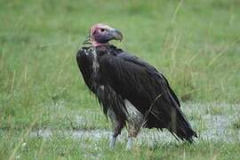 Lappet-faced Vulture