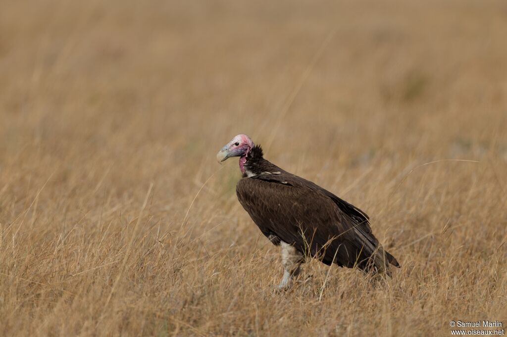 Lappet-faced Vulture