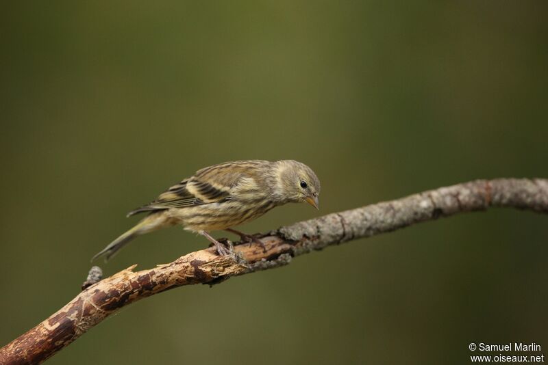 Citril Finchjuvenile