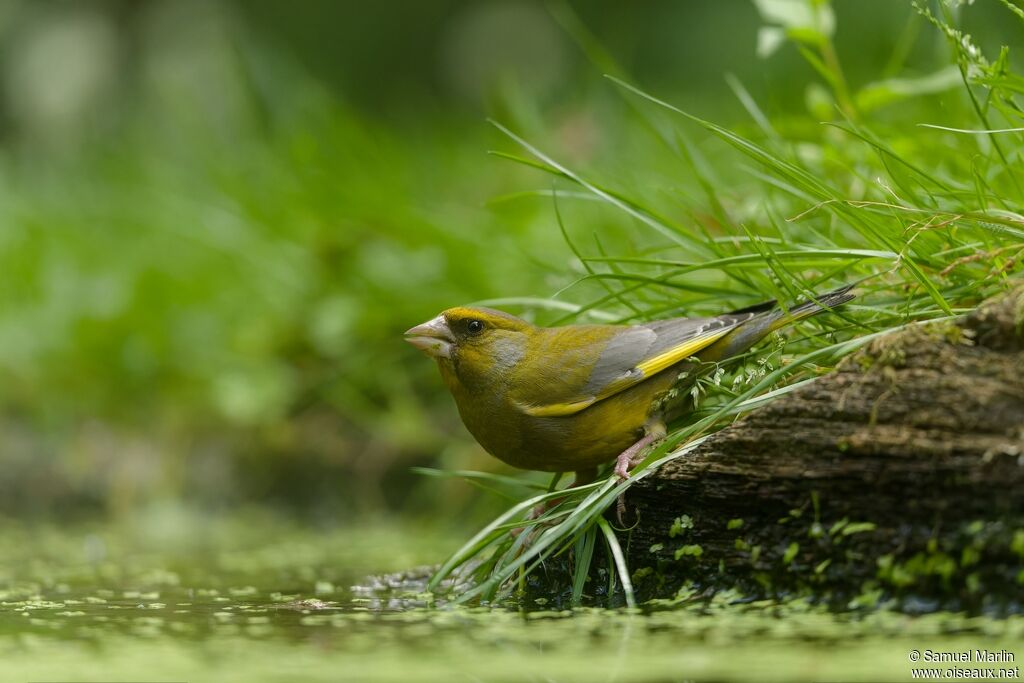 European Greenfinch male adult