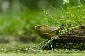 European Greenfinch