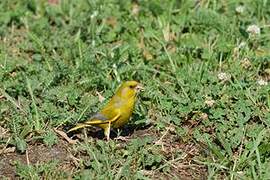 European Greenfinch