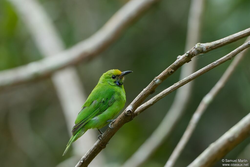 Golden-fronted Leafbirdsubadult