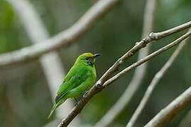 Golden-fronted Leafbird