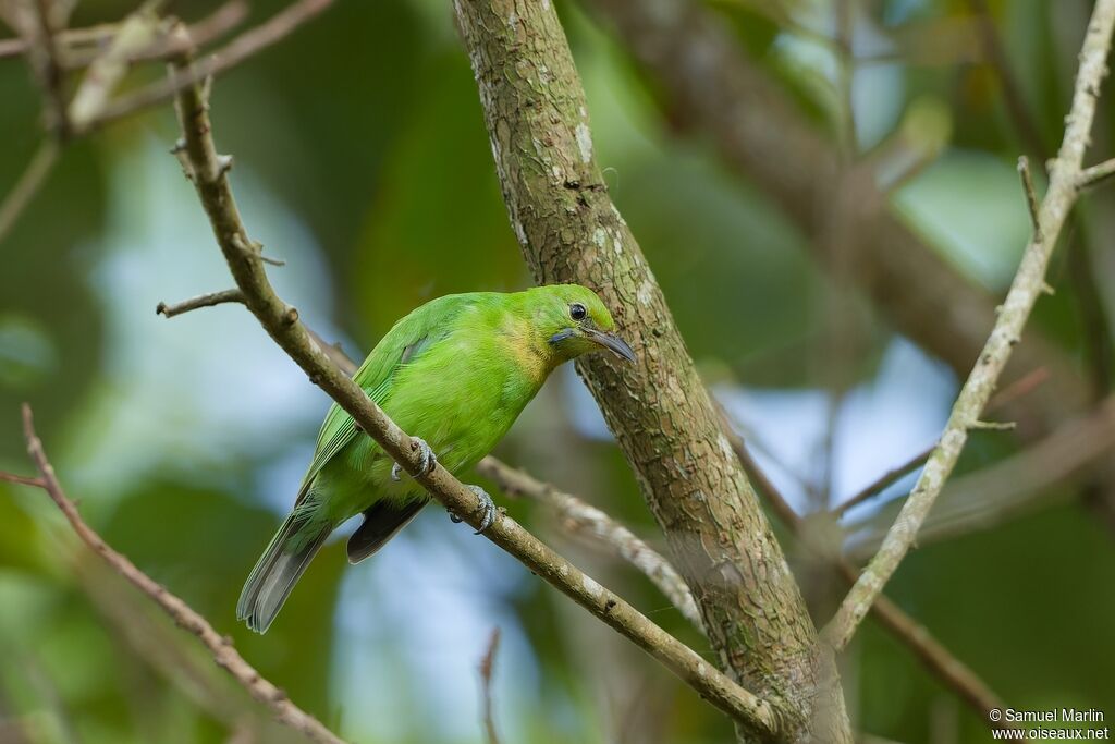 Jerdon's Leafbird female adult