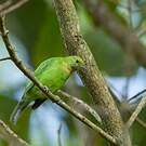 Verdin de Jerdon