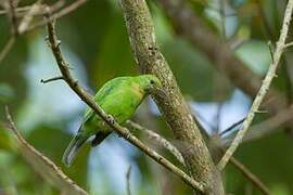 Jerdon's Leafbird