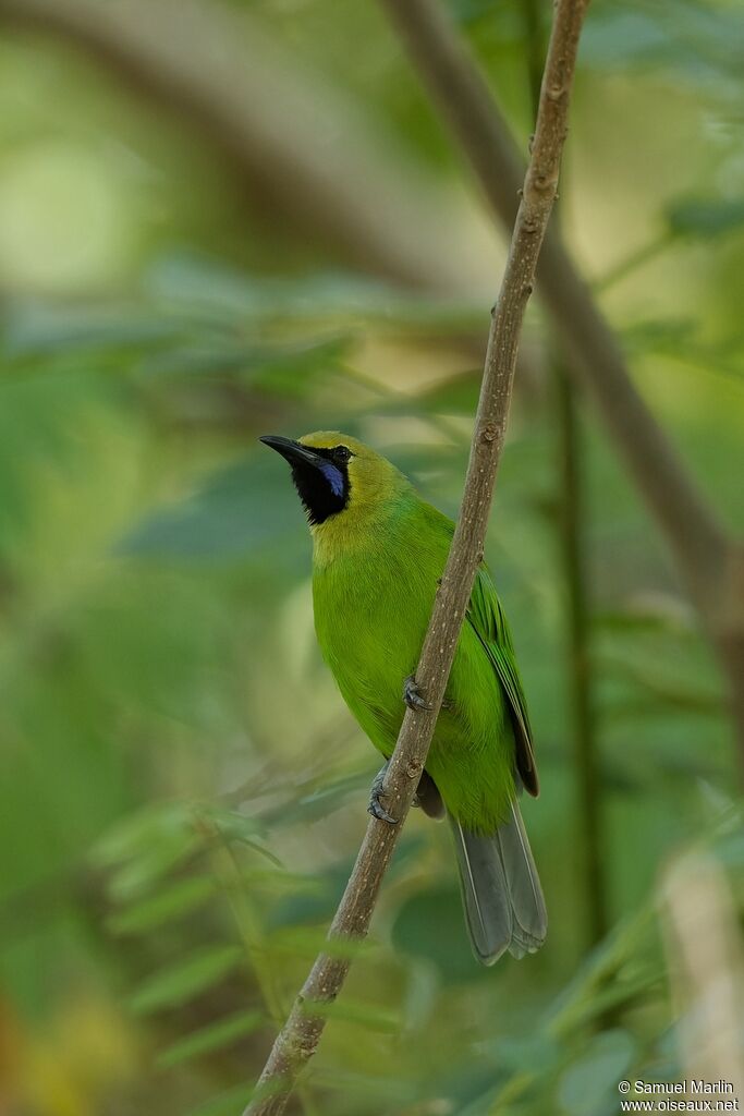 Jerdon's Leafbird male adult