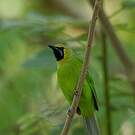 Verdin de Jerdon