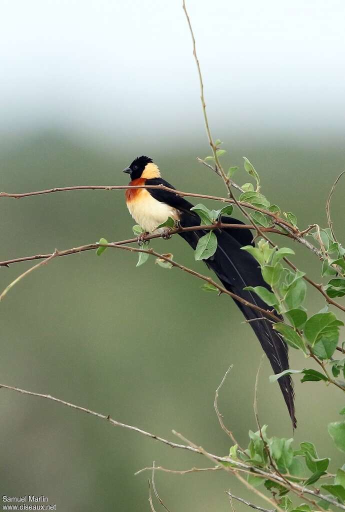 Veuve de paradis mâle adulte nuptial, identification