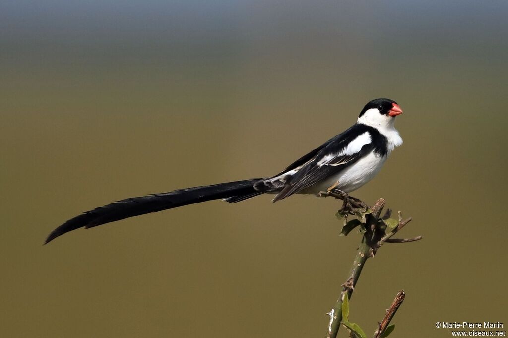 Pin-tailed Whydah male adult