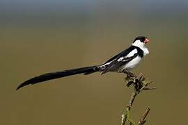 Pin-tailed Whydah