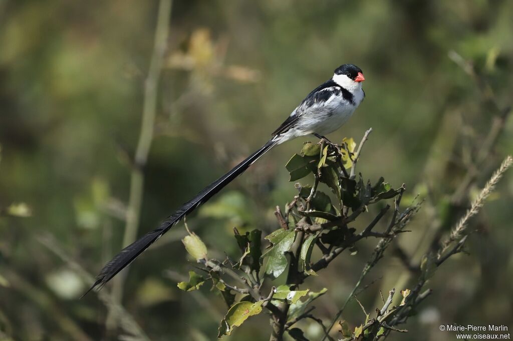 Pin-tailed Whydah