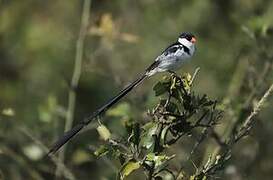 Pin-tailed Whydah