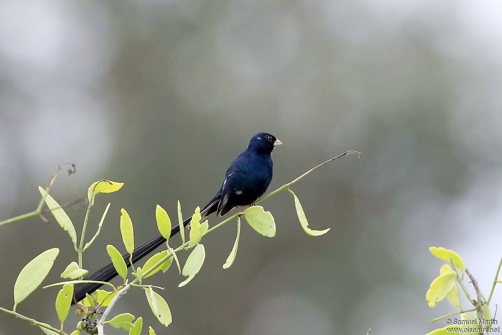 Steel-blue Whydah male adult