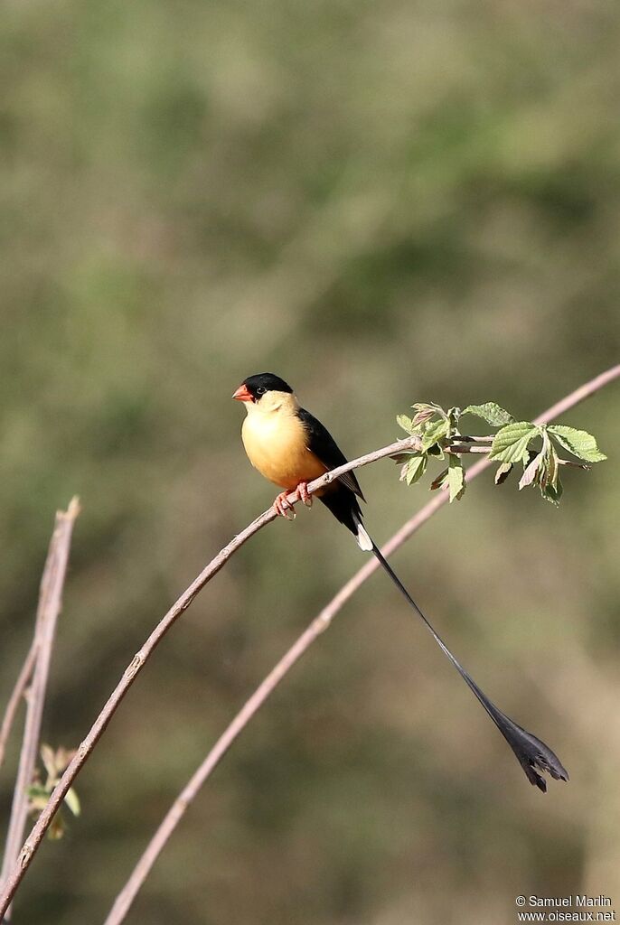 Shaft-tailed Whydah male adult