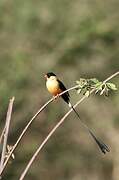 Shaft-tailed Whydah