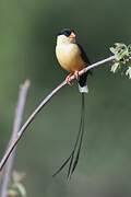 Shaft-tailed Whydah