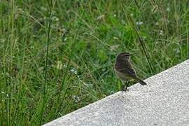 Bell's Vireo