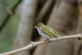 Yuhina à ventre blanc