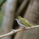 Yuhina à ventre blanc